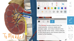 Human Anatomy Atlas 2020: Complete 3D Human Body 21